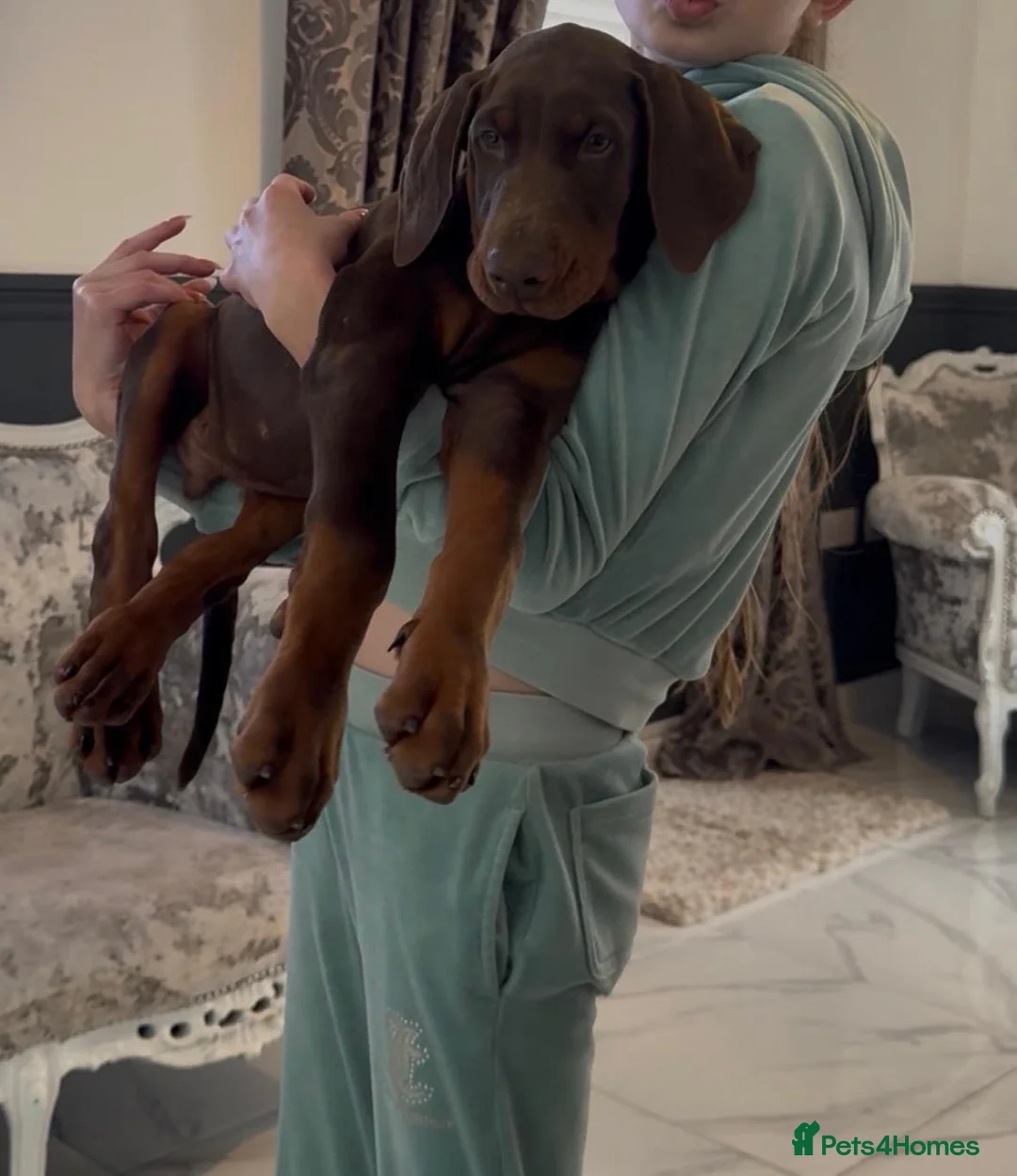 Dobermann dogs for sale: Full European Dobermans - Advert 2