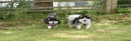 Pomsky dogs for sale: F4 Genuine Pomskies from health tested parents - Advert 5
