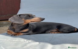Miniature Dachshund dogs for stud: Available for stud blue and tan mini dachshund - Image 12