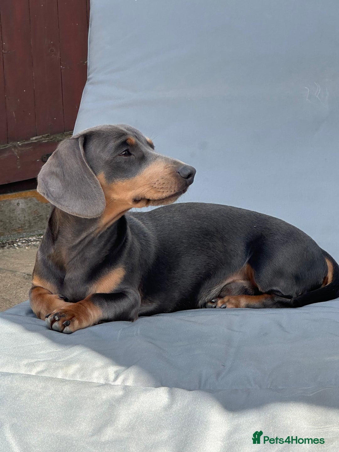 Miniature Dachshund dogs for stud: Available for stud blue and tan mini dachshund - Image 12