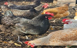 Chickens poultry for sale: Lovely Chickens for Sale –  Just Started Laying - Image 13