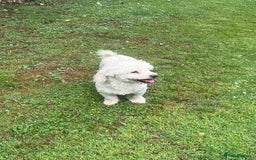 Bichon Frise dogs for sale: Teddy  - Image 3