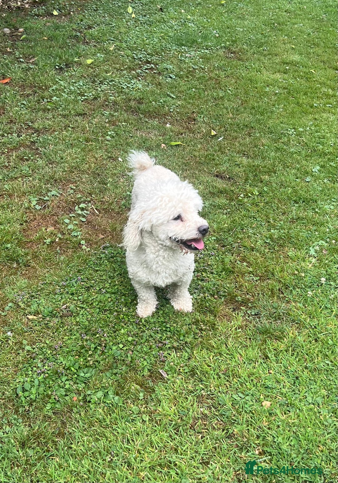 Bichon Frise dogs for sale: Teddy  - Image 3