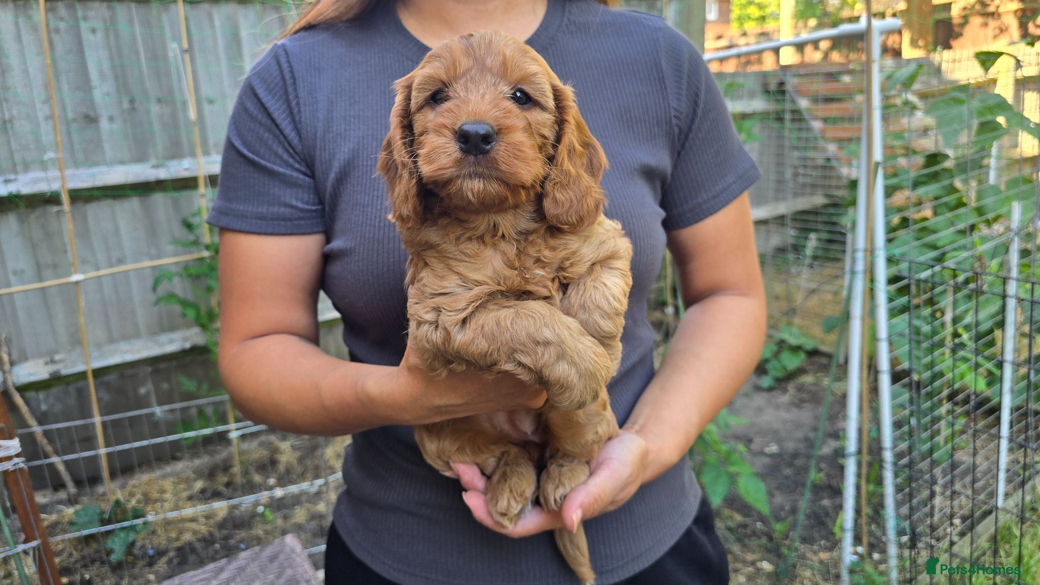 Cockapoo dogs for sale: Cockapoo Puppy Girl Ready Next Week Health Test  - Advert 1