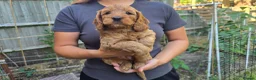 Cockapoo dogs for sale: Cockapoo Puppy Girl Ready Next Week Health Test  - Advert 1