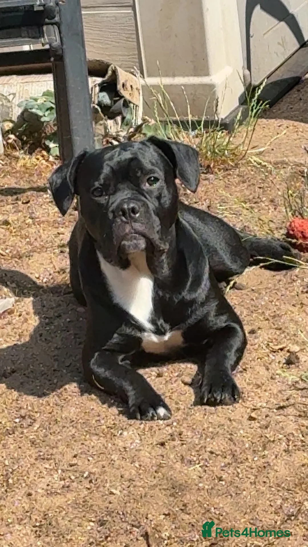 Mixed Breed dogs for sale: Bully cross cane corso  - Advert 2
