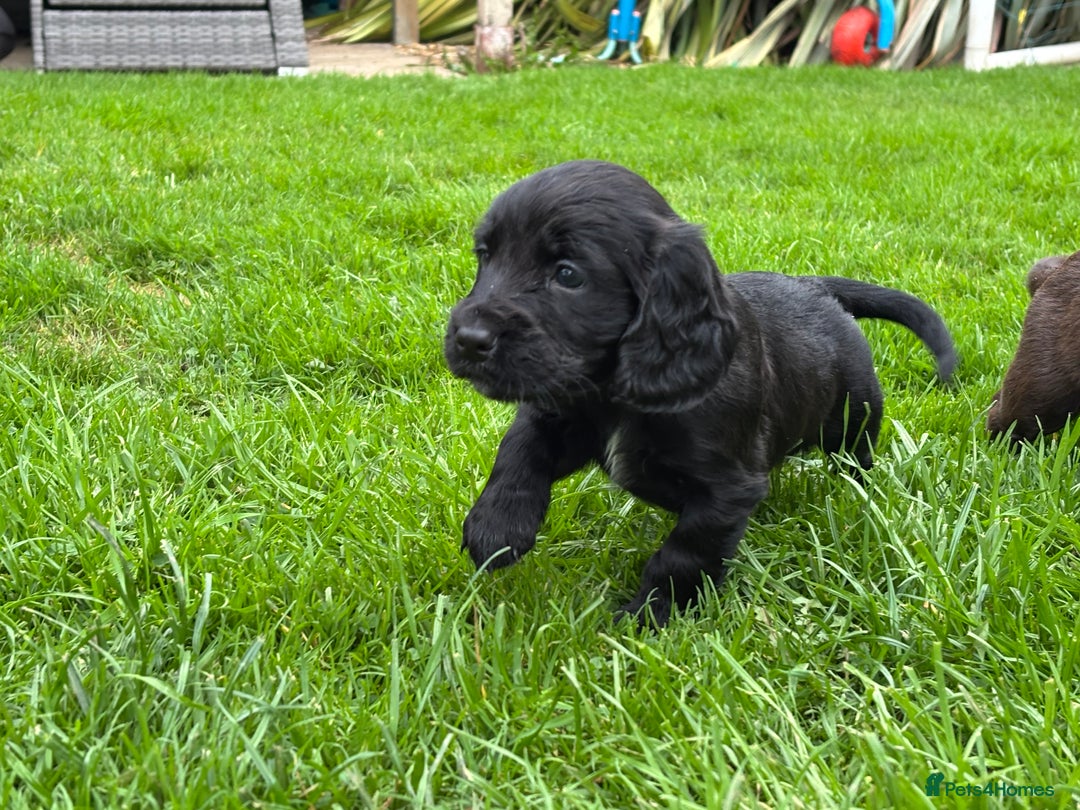 Cocker Spaniel dogs for sale: 1 Adorable working cocker spaniel pup boy 🐶  - Advert 6