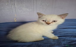 British Shorthair cats for sale: 4 Male British Shorthair Kittens For Sale - Image 2