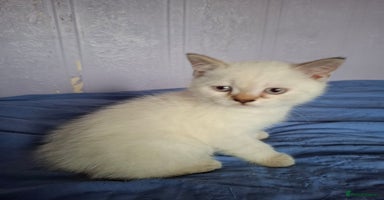 British Shorthair cats - Advert 2