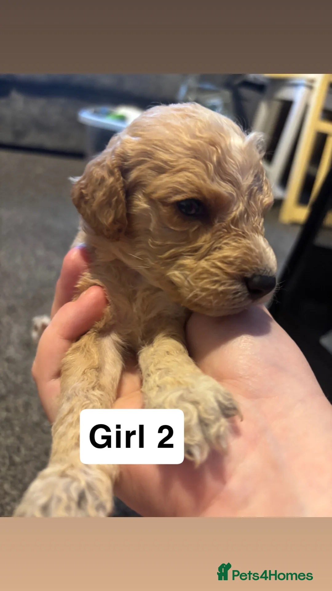 Cockapoo dogs for sale: Cockapoo puppy’s for sale  - Advert 2