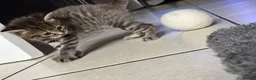 Mixed Breed cats for sale: Half ragdoll half silver bengal  - Advert 3