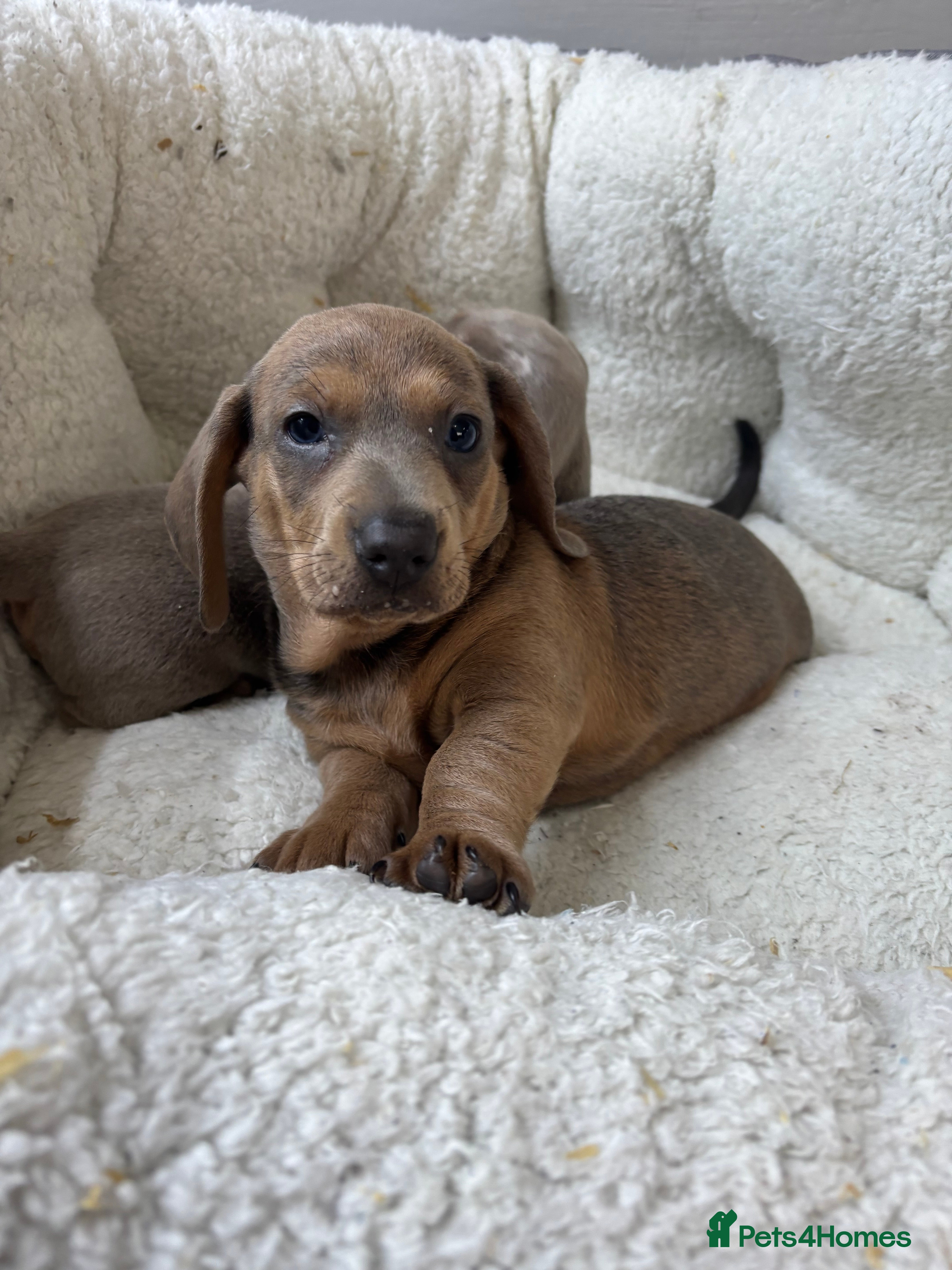 Dachshund dogs 1 beautiful Dacshund puppy left  boys  - Advert 5