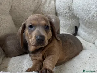 Dachshund dogs 1 beautiful Dacshund puppy left boys - Advert 5