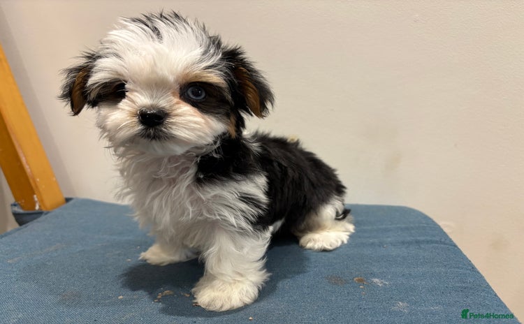 Yorkshire Terrier dogs - Advert 1