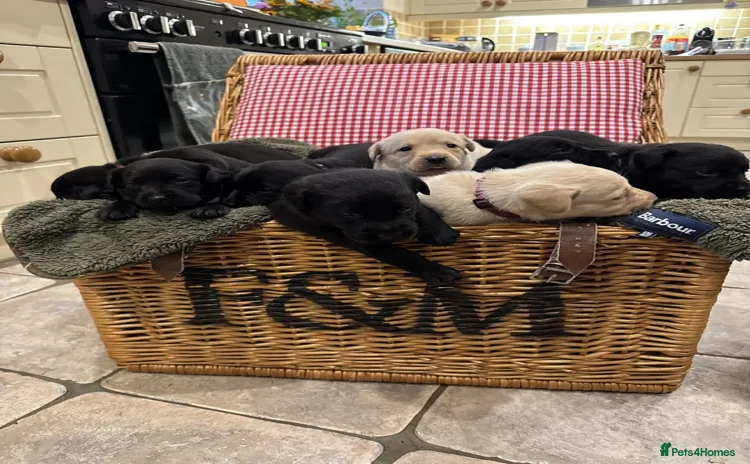 Labrador Retriever dogs - Advert 1