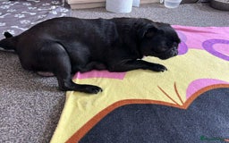 Pug dogs for sale: KCreg pug puppies for sale. - Image 28