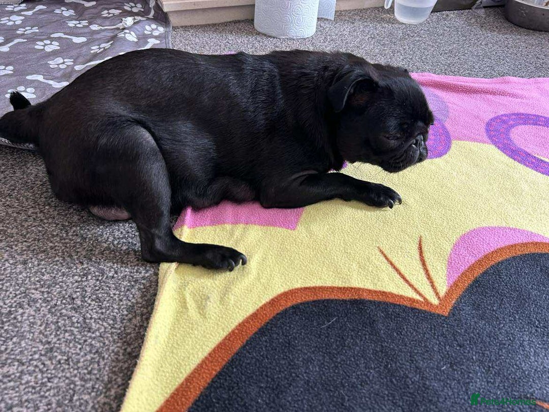 Pug dogs for sale: KCreg pug puppies for sale. - Image 28