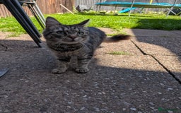 Mixed Breed cats for sale: Kittens for sale  - Image 7