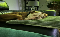Old Tyme Bulldog dogs for sale: Monty - 7 years old MALE - Image 7
