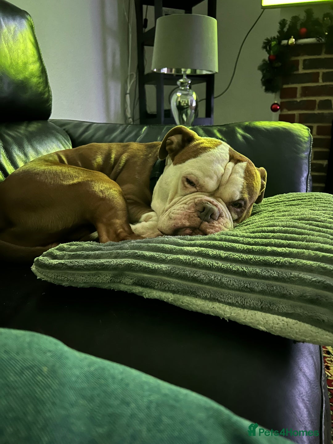 Old Tyme Bulldog dogs for sale: Monty - 7 years old MALE - Image 7