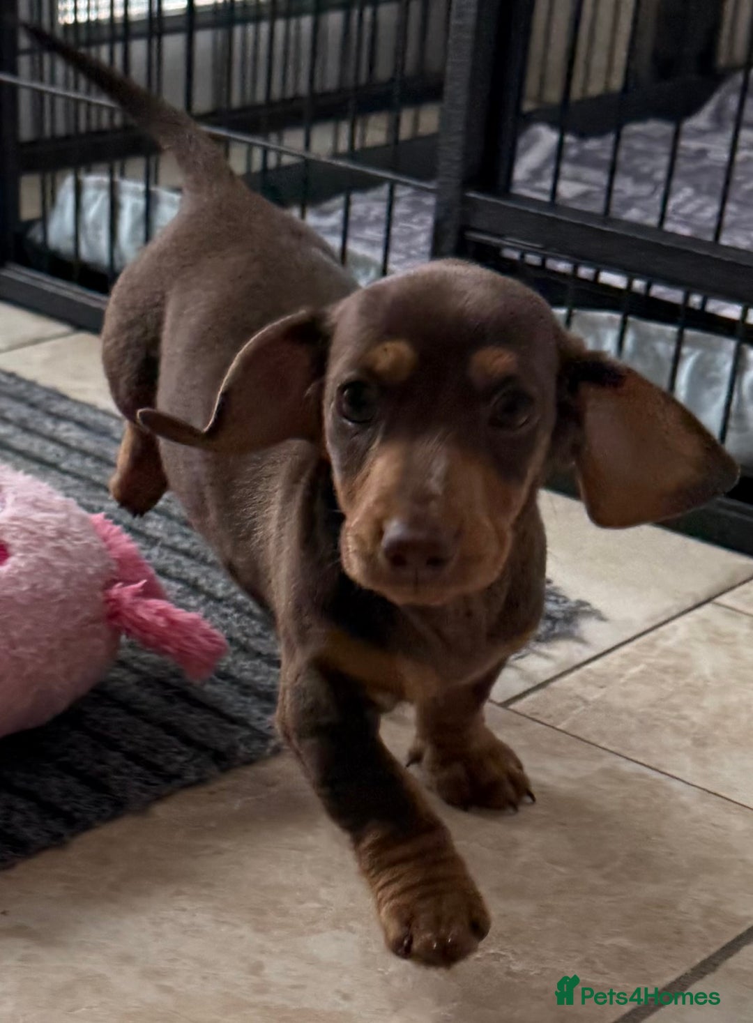 Miniature Dachshund dogs for sale: Beautiful miniature dachshunds ready now 🩷 - Image 4