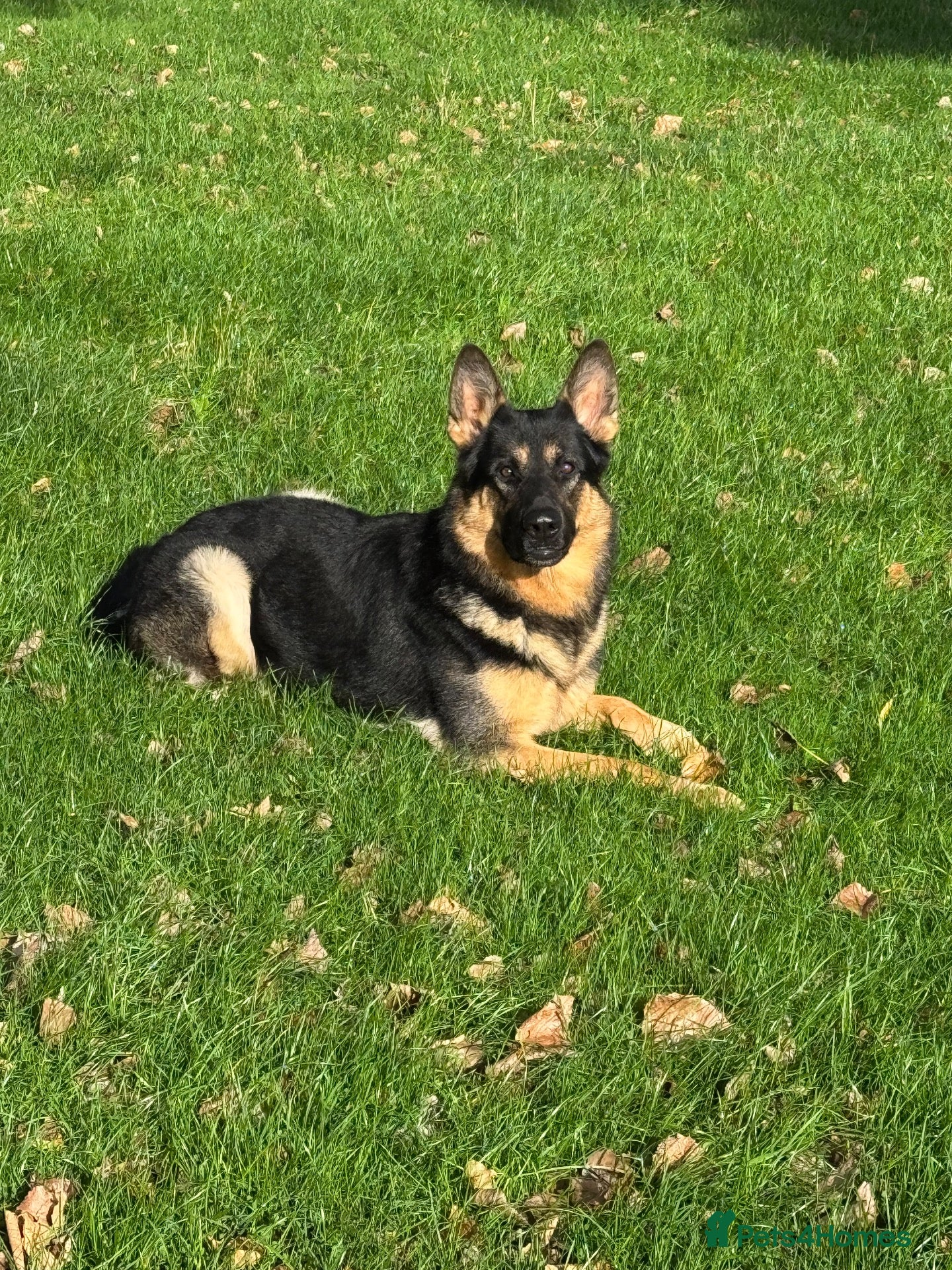 German Shepherd dogs “Cupid” for stud  - Advert 1