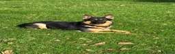 German Shepherd dogs for stud: “Cupid” for stud  - Advert 1