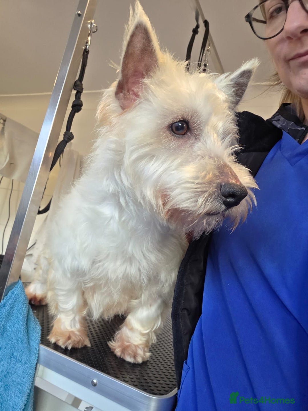 Mixed Breed dogs for sale: Westiepoo - Advert 7