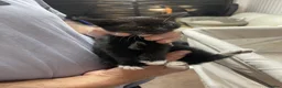Mixed Breed cats for sale: KITTENS FOR SALE - Advert 5