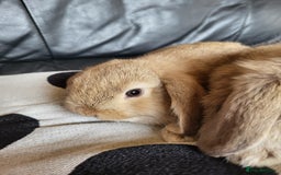 Mini Lop rabbits for sale: Mini Lop Bunnies Ready to leave shortly - Image 5