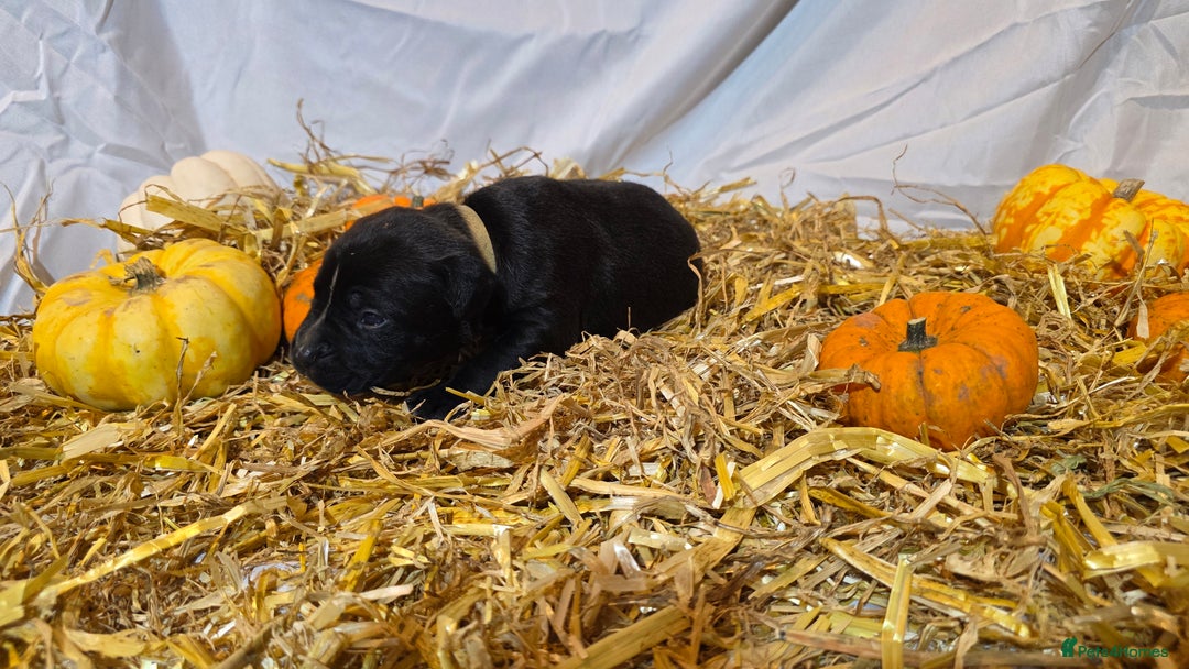 Mixed Breed dogs for sale: 12 beautiful puppies - Image 8