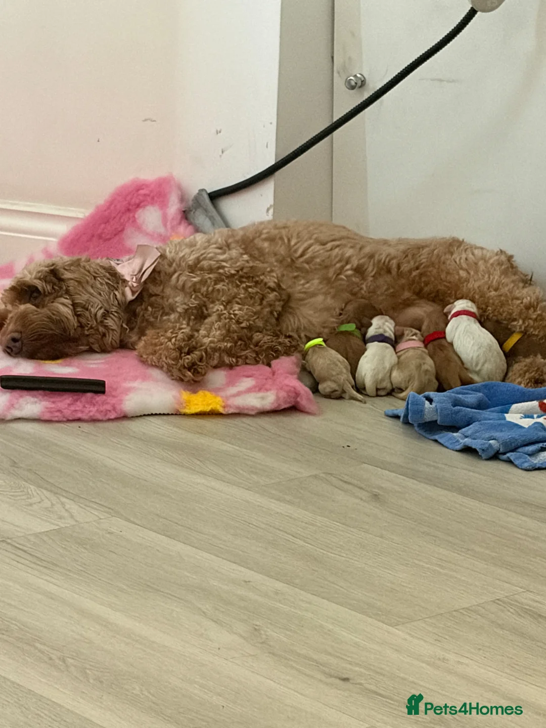 Cockapoo dogs for sale: 5 beautiful multigen cockapoos - Advert 2