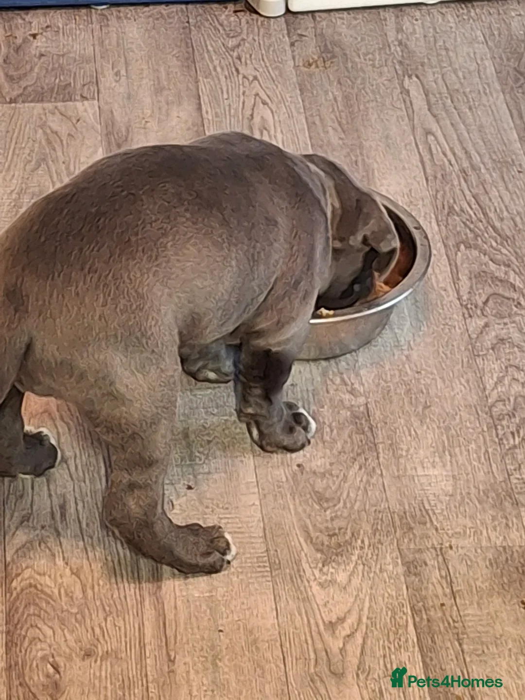 Cane Corso dogs for sale: Amazing ICCF Cane Corso Puppies - Advert 7