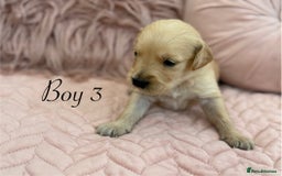 Golden Retriever dogs for sale: Beautiful GR Puppies – No Expense Spared! - Image 8