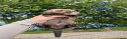 Ferret rodents for sale: Ferret hobs  - Advert 2