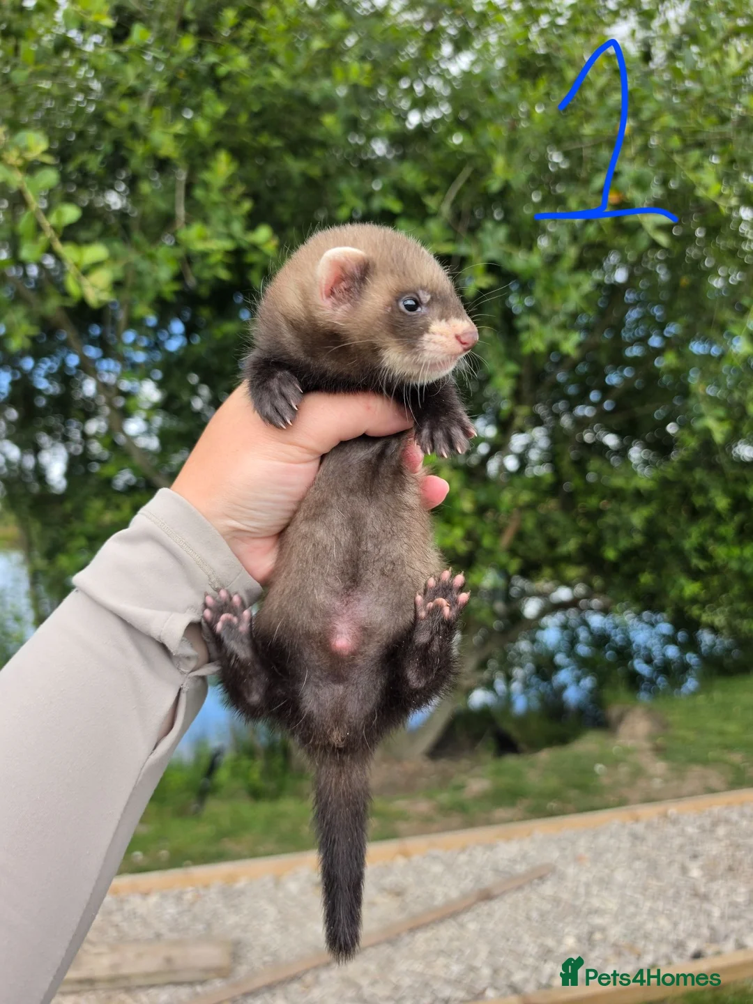 Ferret rodents for sale: Ferret hobs  - Advert 2