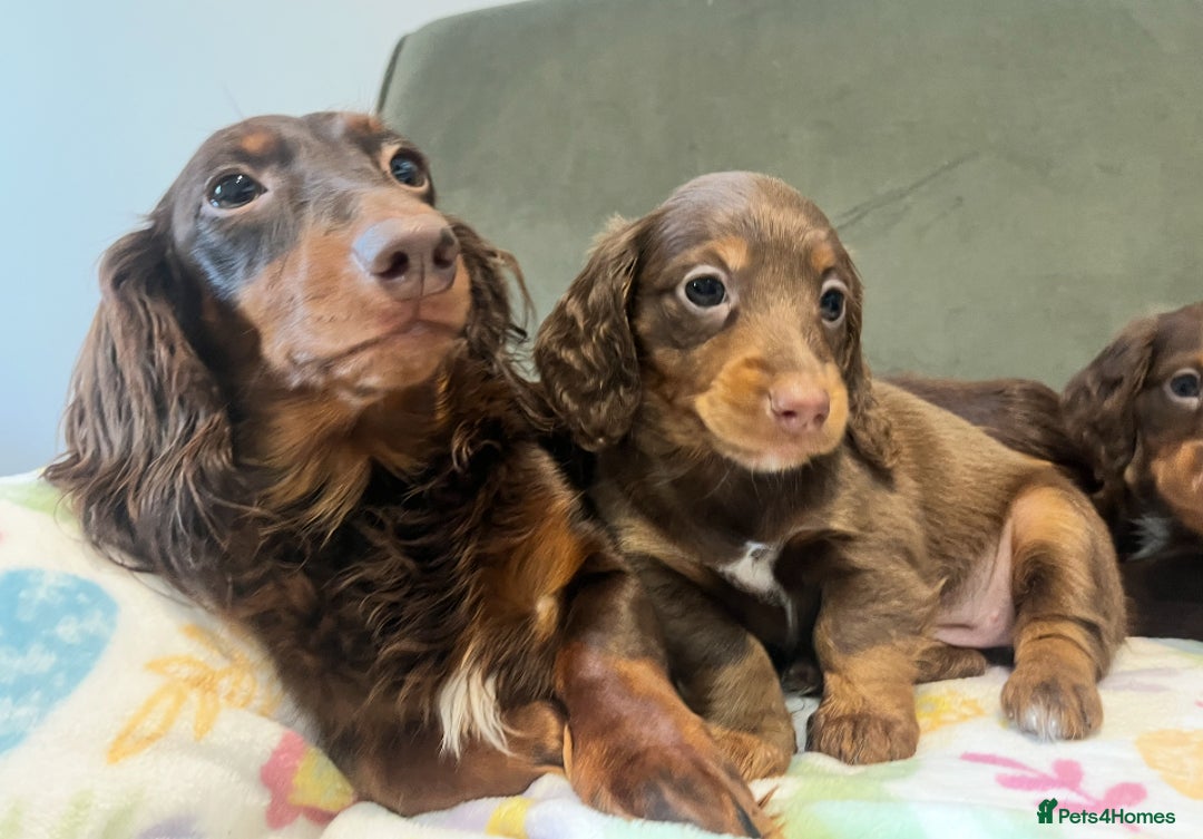 Miniature Dachshund dogs for sale: KC reg PRA clear long hair mini dachshund puppies  in Maidstone - Image 21