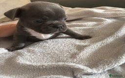 French Bulldog dogs for sale: Adorable French bulldog puppies for sale - Image 11