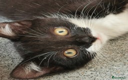 Mixed Breed cats for adoption: Apricot and Peach - sister kittens - Image 5