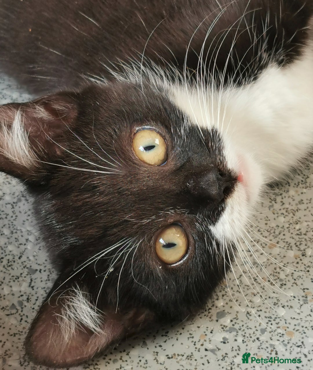 Mixed Breed cats for adoption: Apricot and Peach - sister kittens - Image 5