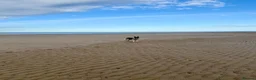 German Shepherd dogs for sale: Xena  - Advert 9
