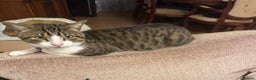 Mixed Breed cats for stud: Free, friendly well behaved Cat - Advert 3