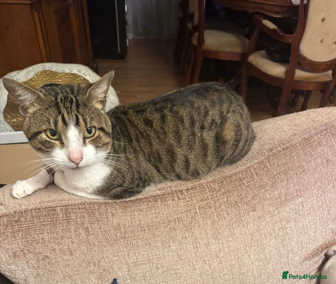 Mixed Breed cats for stud: Free, friendly well behaved Cat - Advert 3