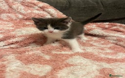 Mixed Breed cats for sale: 5 beautiful kittens looking for forever home  - Image 7