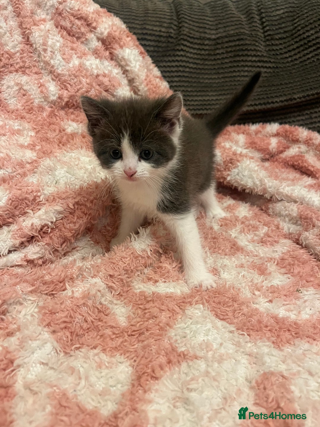 Mixed Breed cats for sale: 5 beautiful kittens looking for forever home  - Image 7