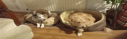 Mixed Breed dogs for adoption: Meet Blondie, currently residing in Lincolnshire  in Alford - Advert 3
