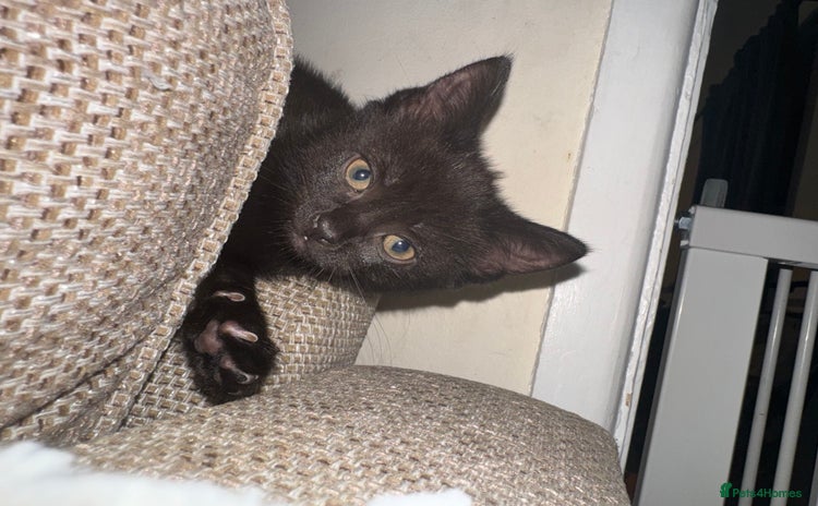 Bombay cats - Advert 1