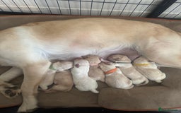 Goldador dogs for sale: Goldadors | Ready to leave 27/07/2025 in Milton Keynes - Image 2
