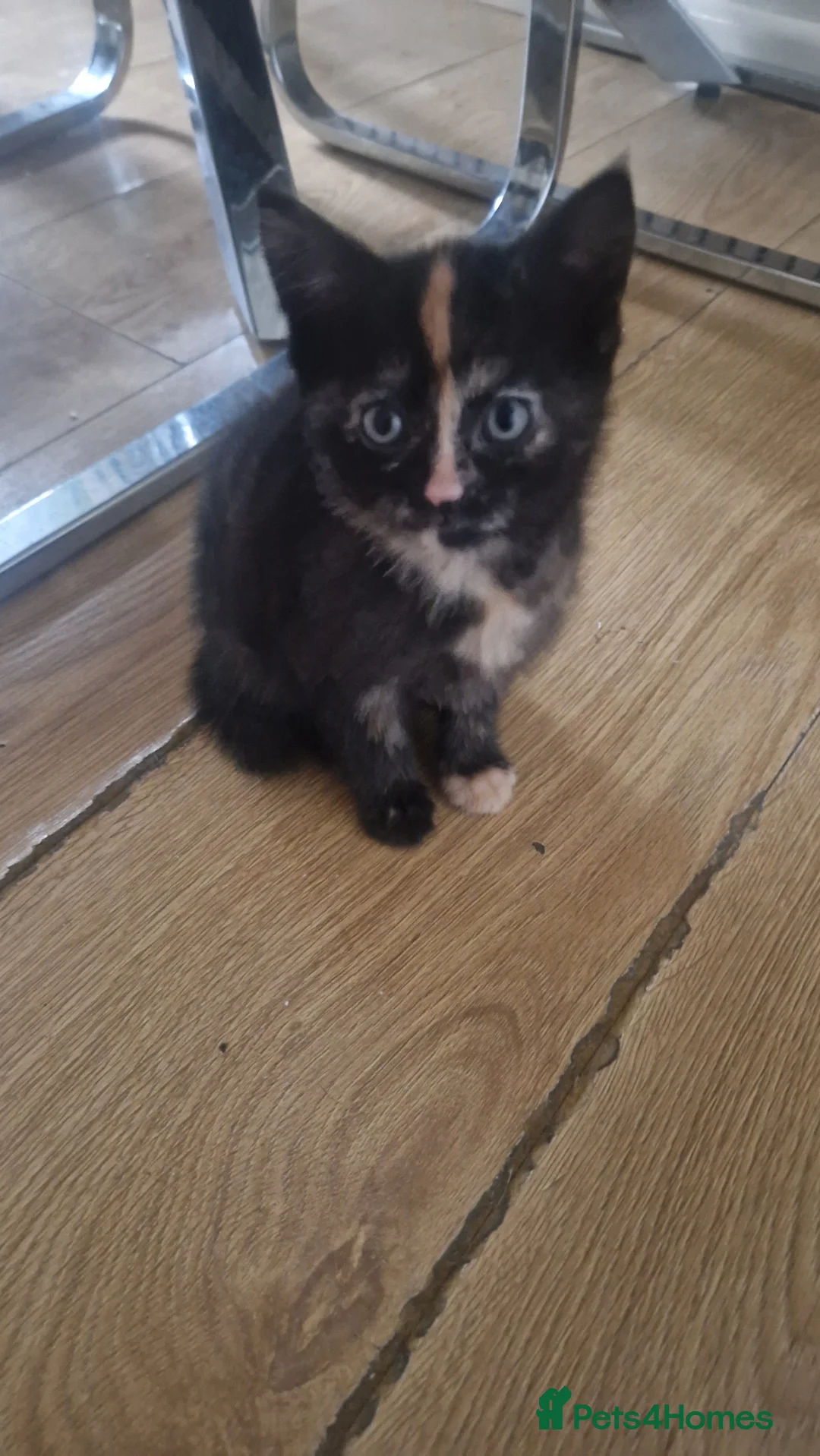 Mixed Breed cats for sale: Beautiful frendly kittens  - Advert 3