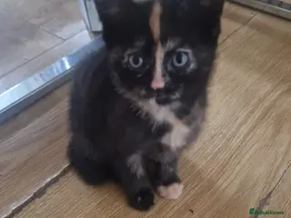 Mixed Breed cats Beautiful frendly kittens - Advert 20